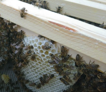 Bienen Geisenheim