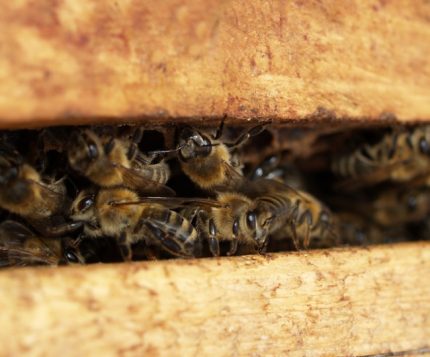 Bienen im Bienenstock