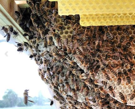 Imkerverein Bad Königshofen