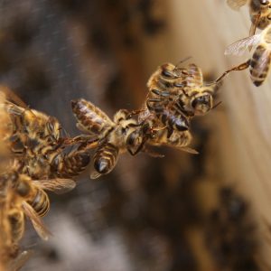 Maja Dumat-Creative Commons Licence BY 2.0