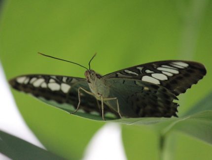 Schmetterling - Insel Mainau