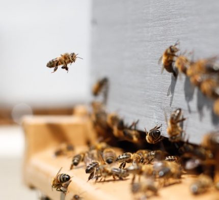 bee_Damien Turner Unsplah