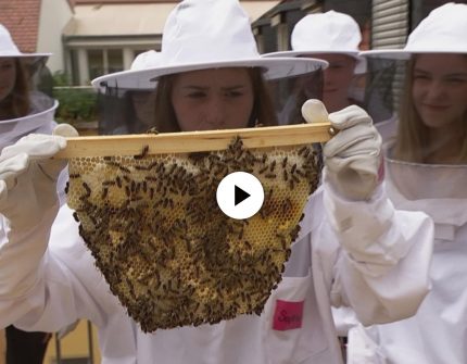 Schüler werden zu Bienenforschern
